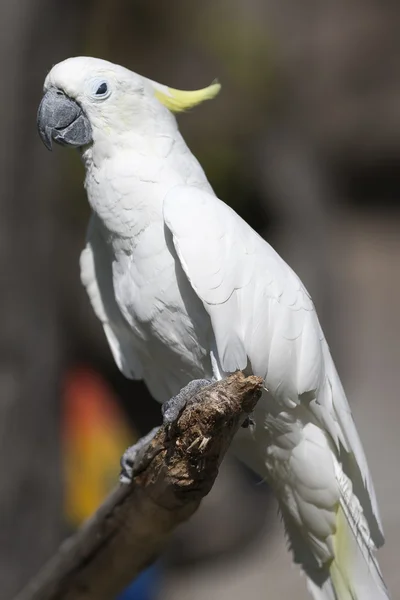 凤头鹦鹉只鹦鹉站在栖木上 — 图库照片