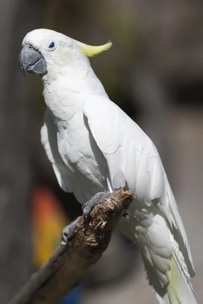 Cockatoo parrot on its perch — Stock Photo, Image