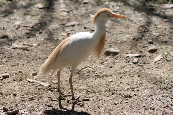 Flamingo — Stockfoto