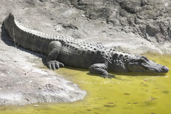 Krokodýl v zoo — Stock fotografie