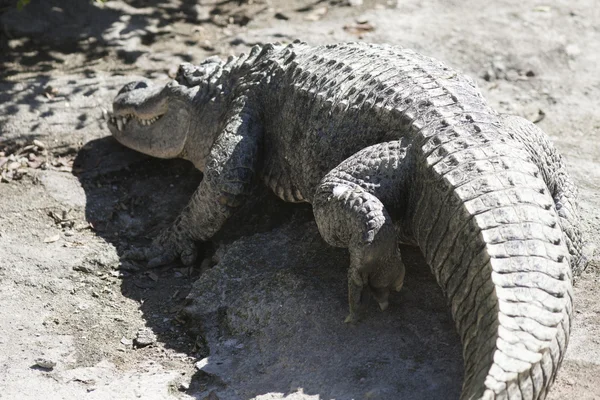 Krokodyl w zoo — Zdjęcie stockowe
