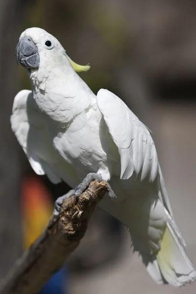 Kaketoe papegaai op de USS perch — Stockfoto