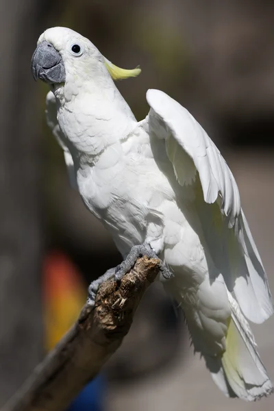 Kaketoe papegaai op de USS perch — Stockfoto