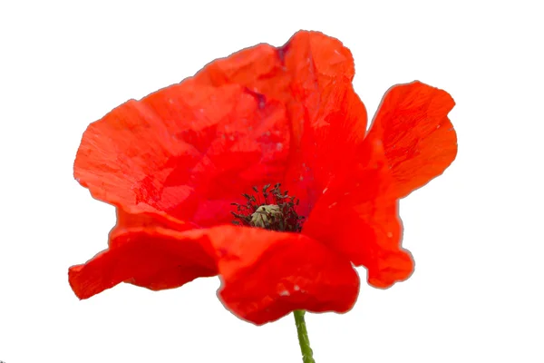 Poppy in the garden — Stock Photo, Image