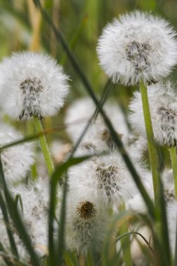 Karahindiba bahçede