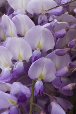 Kırmızı kumtaşı arka plan doku. soyut katı daire taş yüzeye