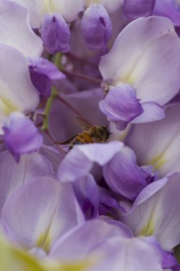 Wisteria bahçede arıya