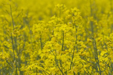Bahçedeki kolza tohumu