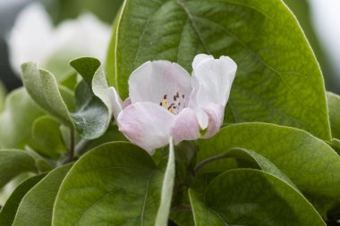 Armut Ayva Çiçek bahçesinde