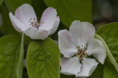 Armut Ayva Çiçek bahçesinde