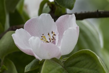 Armut Ayva Çiçek bahçesinde