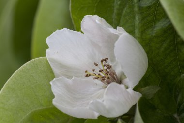 Armut Ayva Çiçek bahçesinde