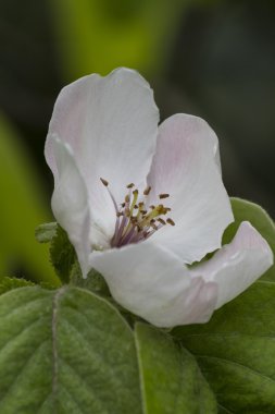 Armut Ayva Çiçek bahçesinde