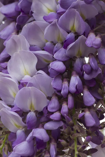 Wisteria no jardim — Fotografia de Stock