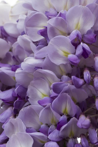 Wisteria no jardim — Fotografia de Stock