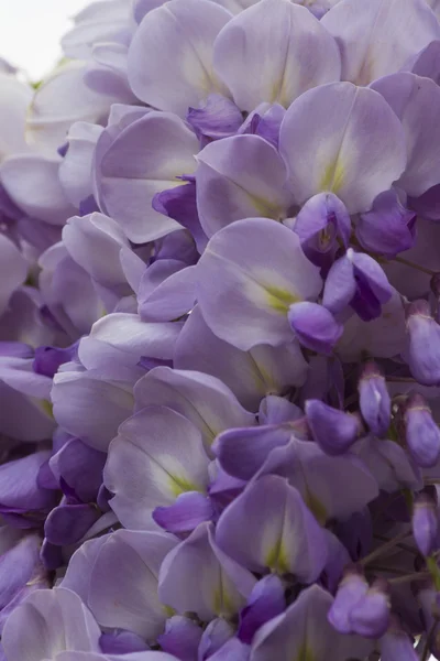 Wisteria no jardim — Fotografia de Stock