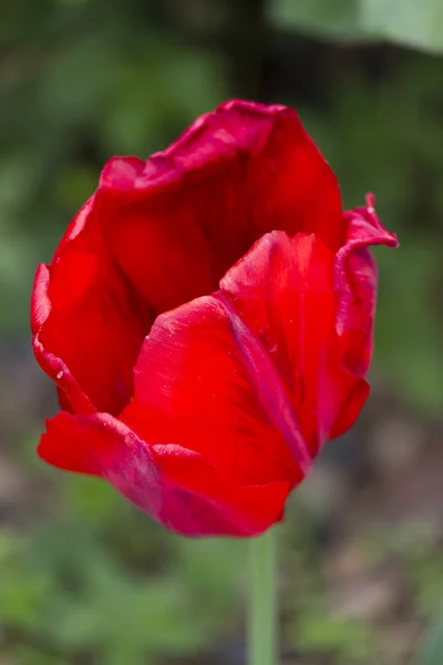 Tulipa no jardim — Fotografia de Stock