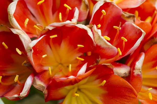 Květina Amarylis v zahradě — Stock fotografie