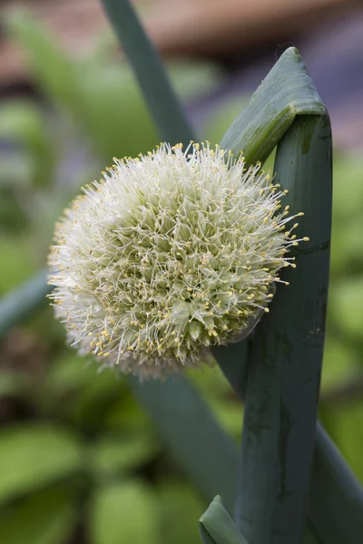 Fiore di cipolla in giardino — Foto Stock