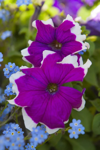 Blume im Garten — Stockfoto