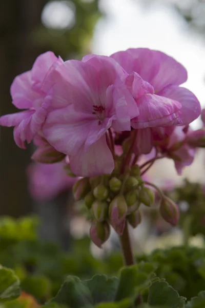 Flor de gerânio no jardim — Fotografia de Stock
