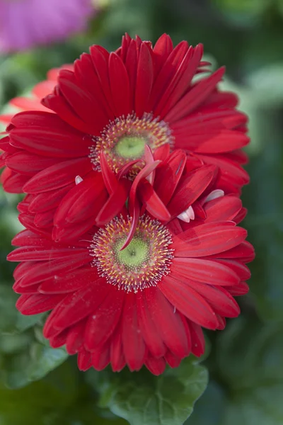 Aster flower in the garden — Stock Photo, Image