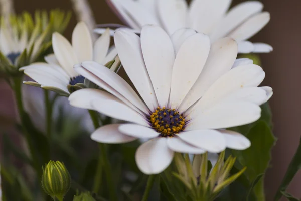 Dimorfoteca fleur dans le jardin — Photo