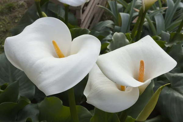 Calla lily in the garden — Stock Photo, Image