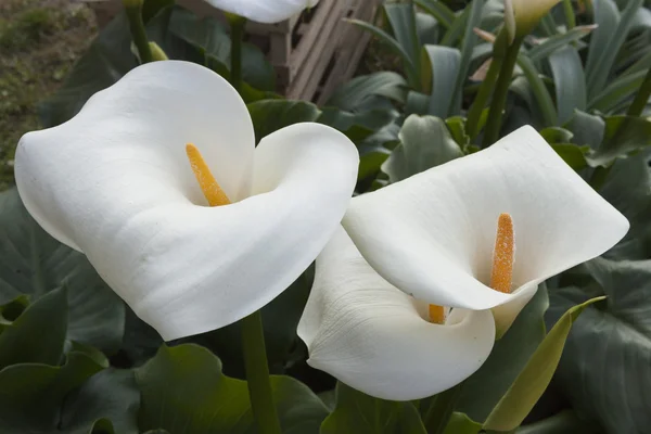 Calla lily di taman — Stok Foto