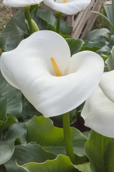 Calla lily bahçede — Stok fotoğraf