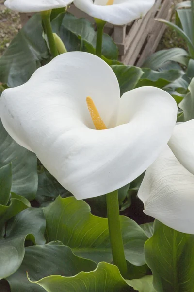 Lirio de Calla en el jardín —  Fotos de Stock