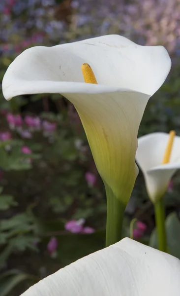 Calla lily i trädgården — Stockfoto