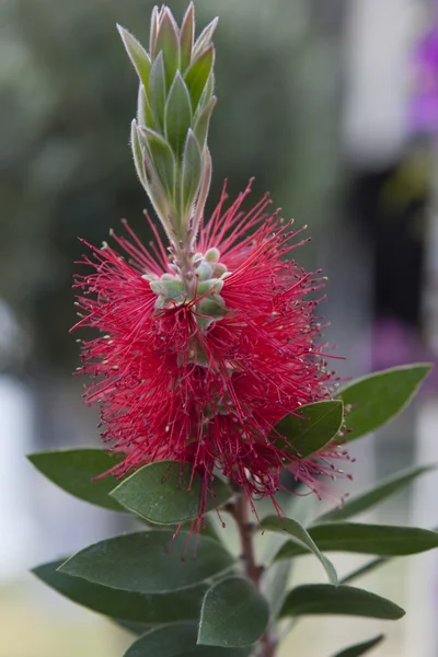 Callistemon 정원에서 — 스톡 사진