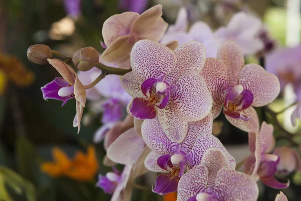 Orchidee in de tuin — Stockfoto