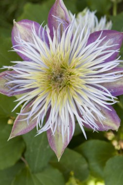 Bahçedeki çiçekler