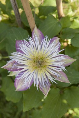 Bahçedeki çiçekler