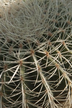 Bahçedeki sulu bitkiler.