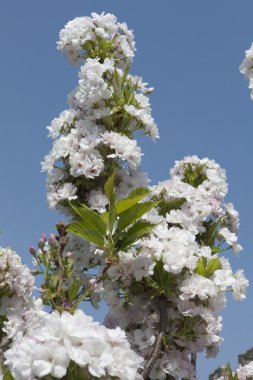 ağaç üzerinde beyaz çiçekler