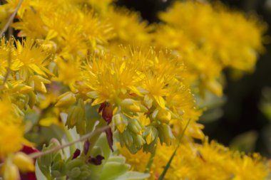 Sarı kaya bahçedeki