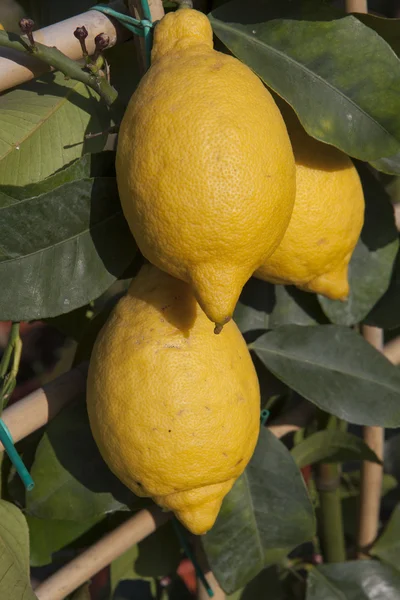 Zitrone am Baum — Stockfoto