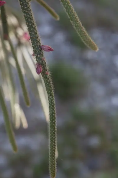 Planta suculenta no jardim — Fotografia de Stock