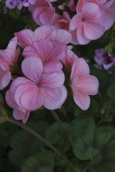 Oeillets dans le jardin — Photo