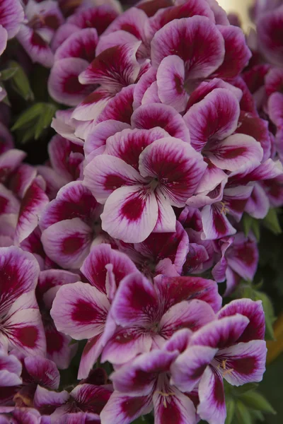 Anjers in de tuin — Stockfoto