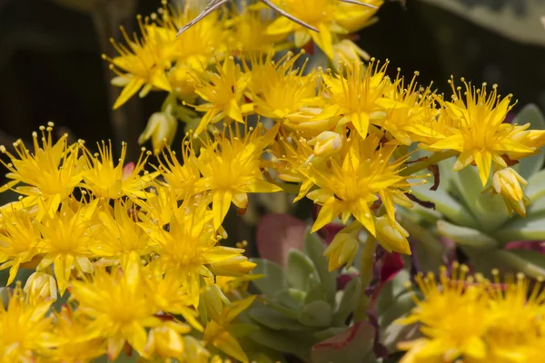 Amarillo rock sedum — Foto de Stock