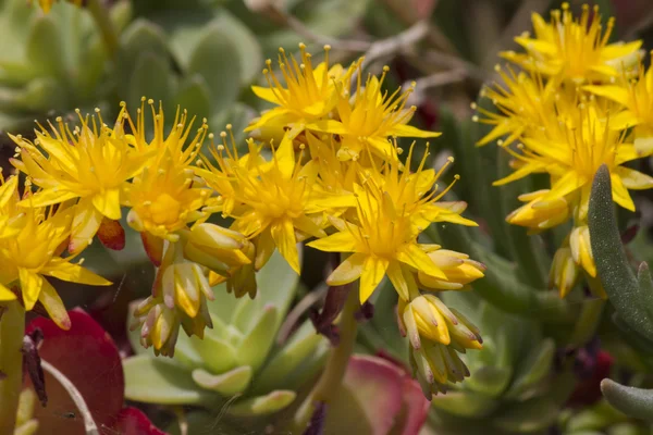 Geel rots sedum — Stockfoto