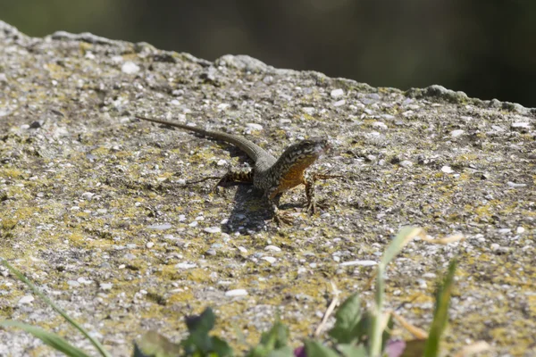 Lizard on the rock — Stock Photo, Image
