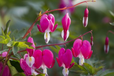 Dicentra bahçede fuşya