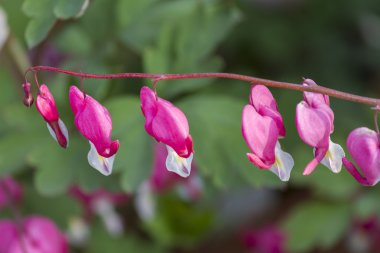 Dicentra bahçede fuşya
