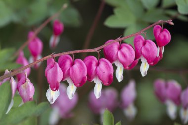 Dicentra bahçede fuşya