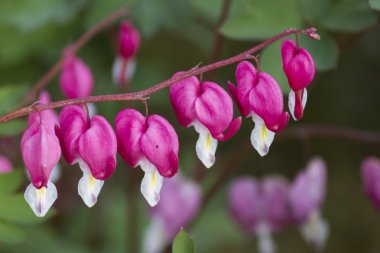 Dicentra bahçede fuşya